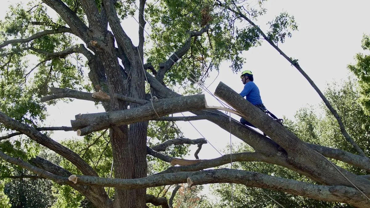 Professional Crown Thinning performed by certified arborists in Olivebridge