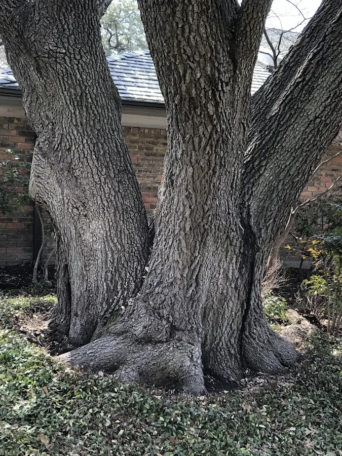 Mature heritage tree close to a Olivebridge property cared for by certified arborists